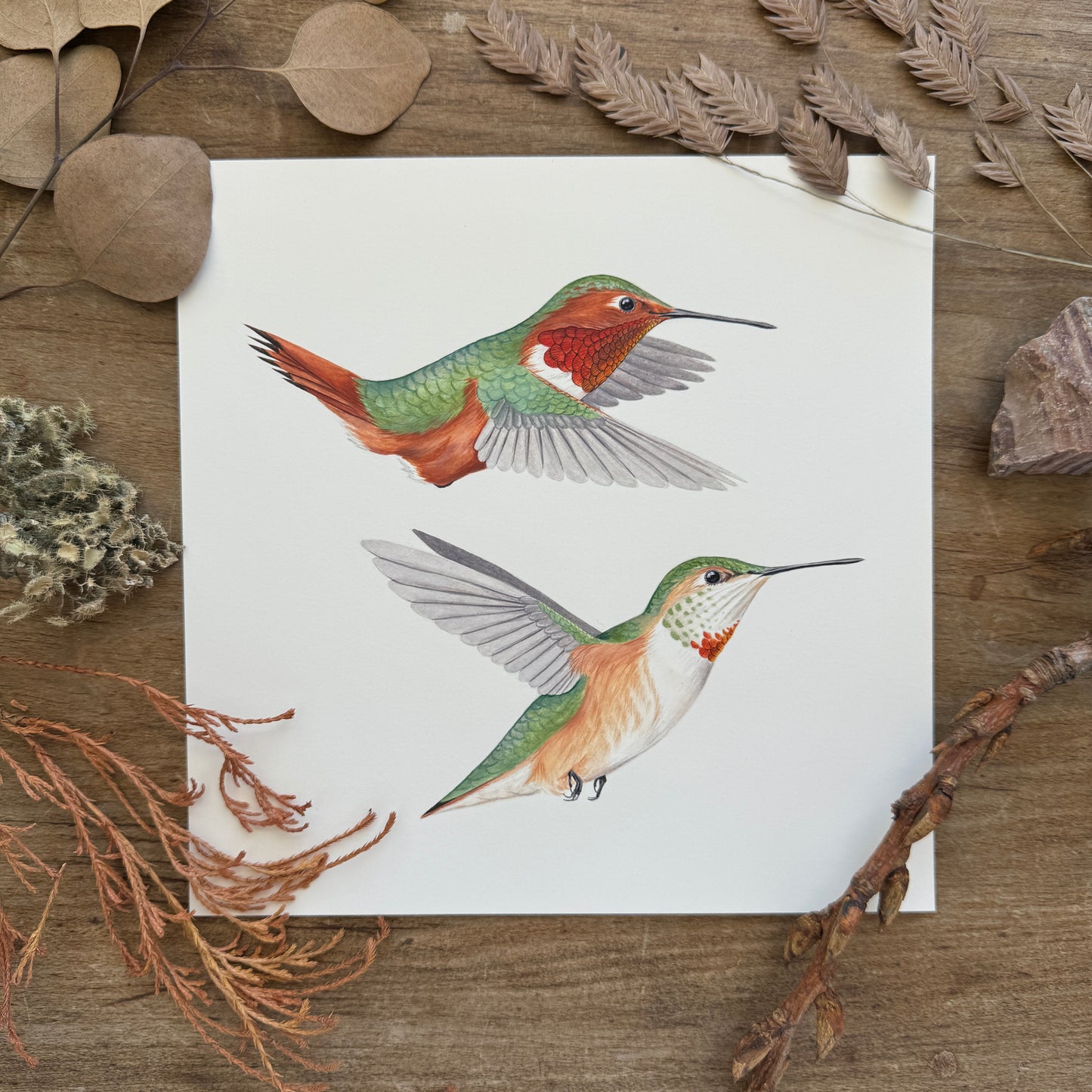 Allen's Hummingbirds | Original Painting