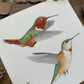 Allen's Hummingbirds | Original Painting