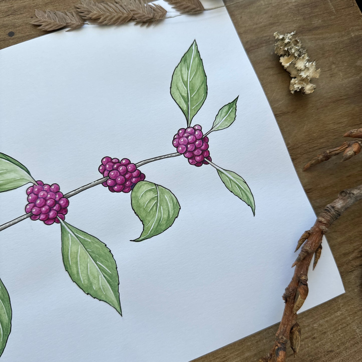 Beautyberry (Botanical Series) | Original Painting