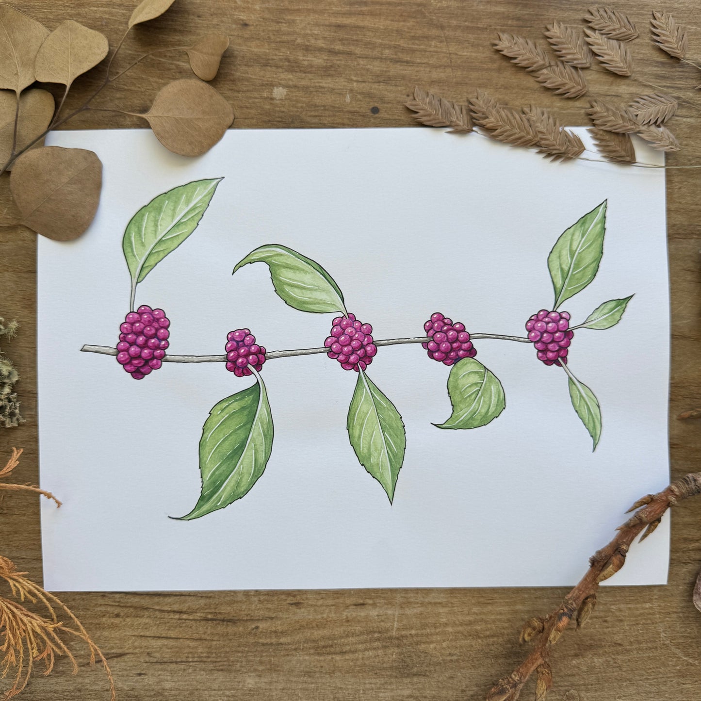 Beautyberry (Botanical Series) | Original Painting