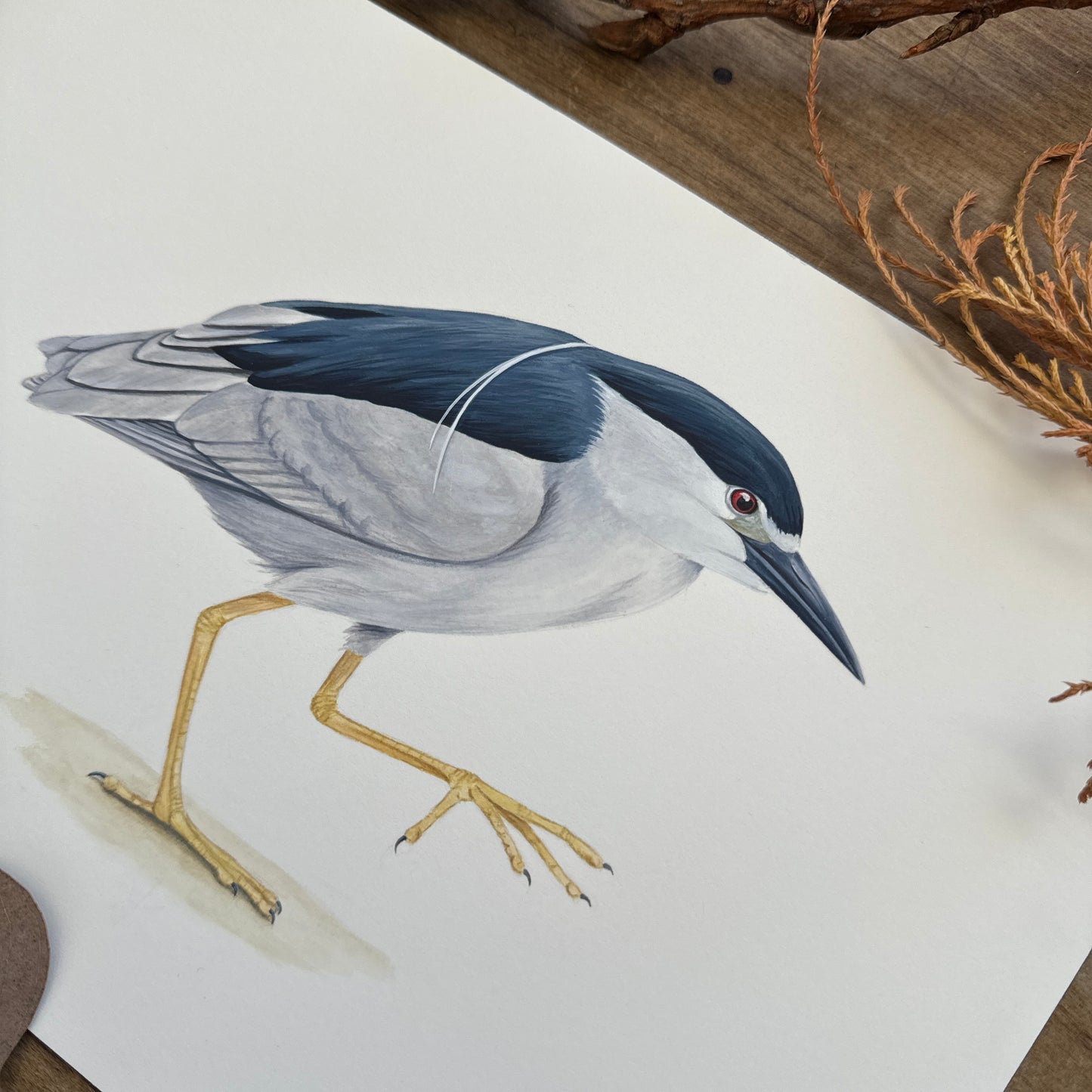 Black-Crowned Night Heron | Original Painting