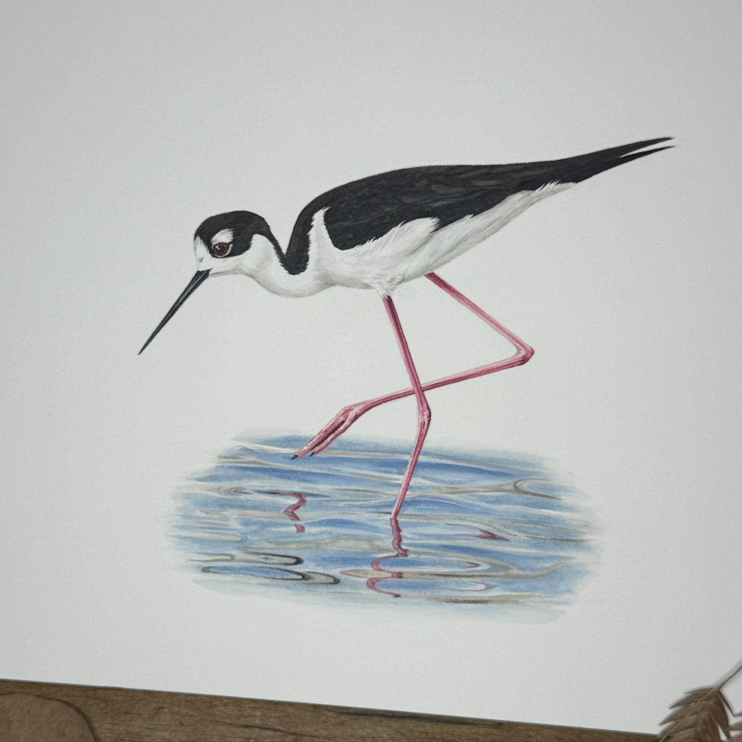 Black-Necked Stilt (Galapagos Series) | Original Painting