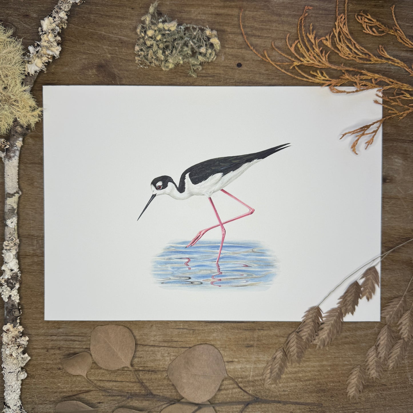 Black-Necked Stilt (Galapagos Series) | Original Painting