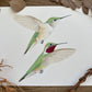 Broad-tailed Hummingbirds | Original Painting