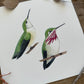 Calliope Hummingbirds | Original Painting