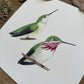 Calliope Hummingbirds | Original Painting
