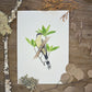 Dark-billed Cuckoo (Galapagos Series) | Original Painting