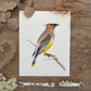 Double Feature: Chickadee and Waxwing | Original Painting