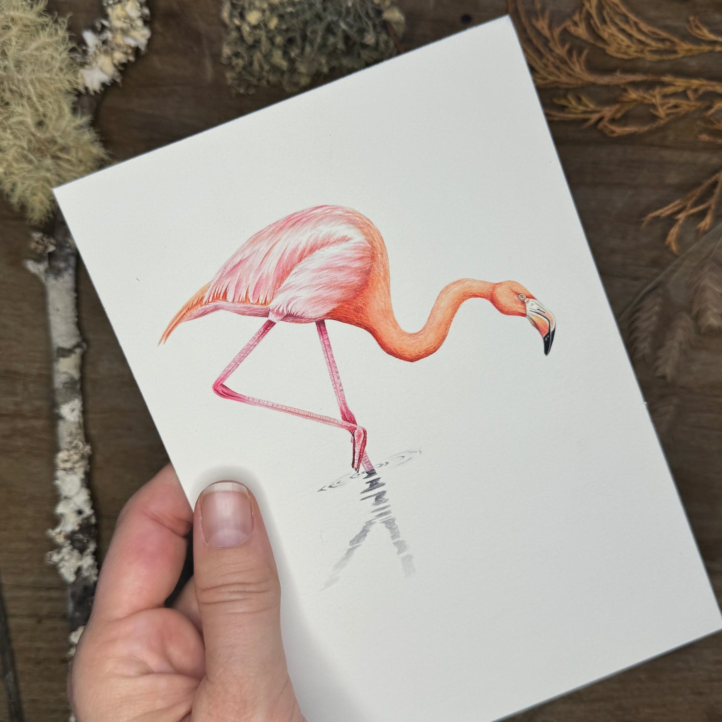 Flamingo (Galapagos Series) | Original Painting