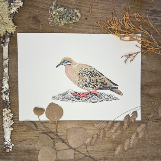 Galapagos Dove (Galapagos Series) | Original Painting