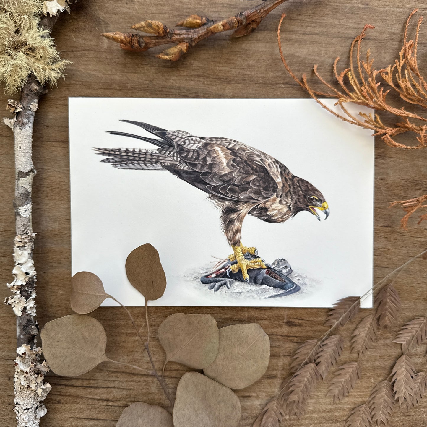 Galapagos Hawk (Galapagos Series) | Original Painting