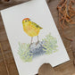 Galapagos Yellow Warbler (Galapagos Series) | Original Painting
