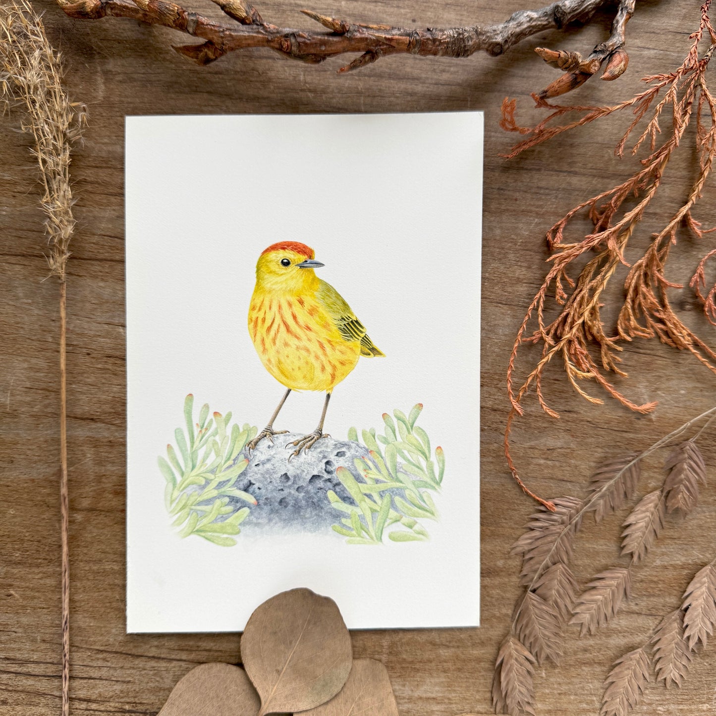 Galapagos Yellow Warbler (Galapagos Series) | Original Painting