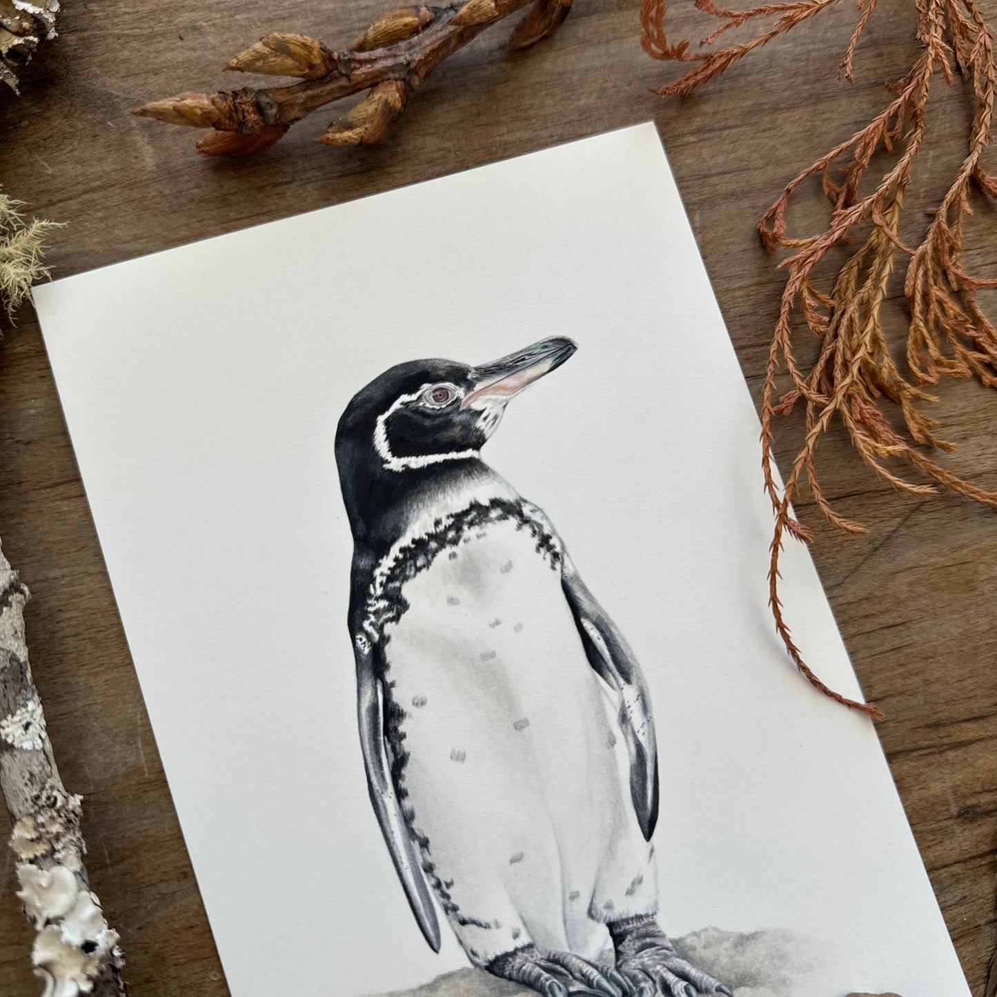 Galapagos Penguin (Galapagos Series) | Original Painting