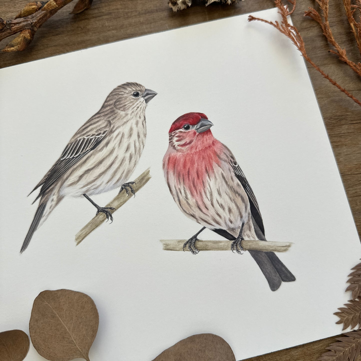 House Finches | Original Painting
