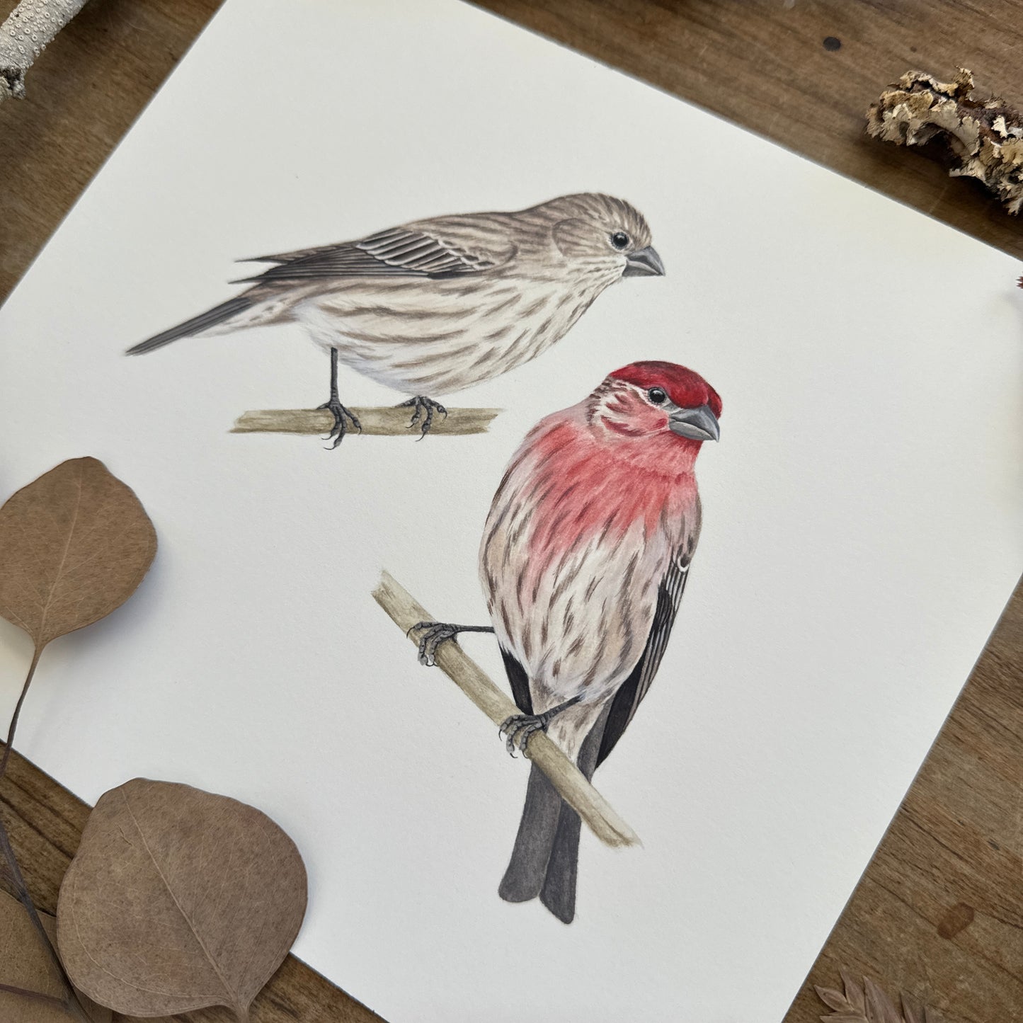 House Finches | Original Painting