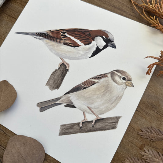 House Sparrows | Original Painting