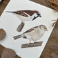 House Sparrows | Original Painting