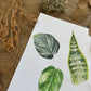Houseplant Study (Botanical Series) | Original Painting
