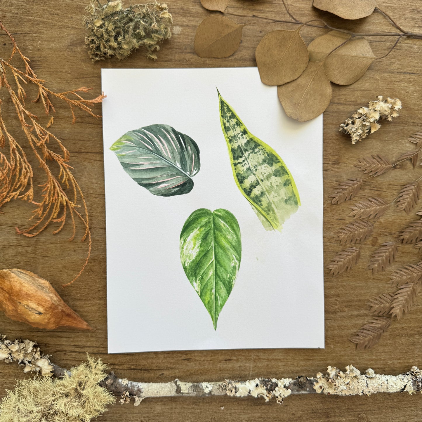 Houseplant Study (Botanical Series) | Original Painting