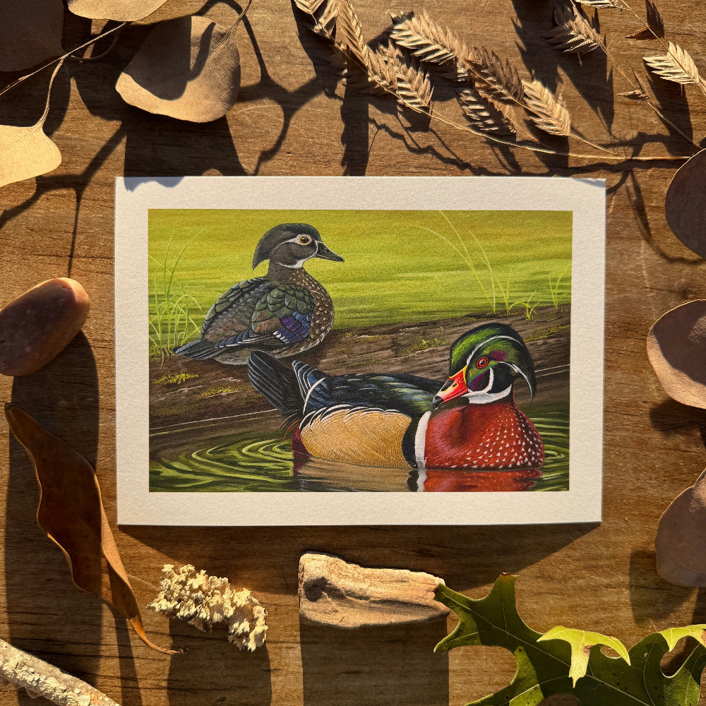 Berries and Cream, the Wood Ducks | Art Print