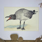 Lava Gull (Galapagos Series) | Original Painting