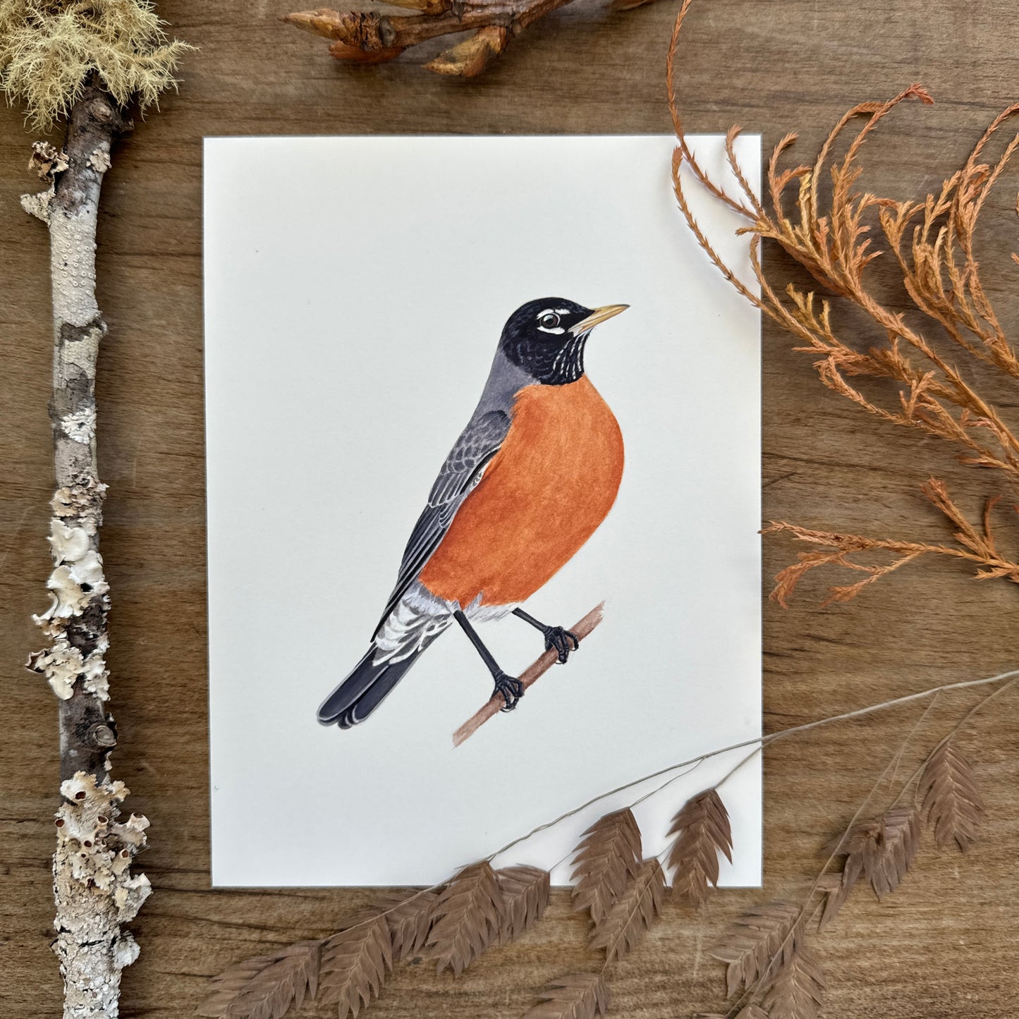 American Robin Perched | Original Painting