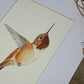 Rufous Hummingbird | Original Painting