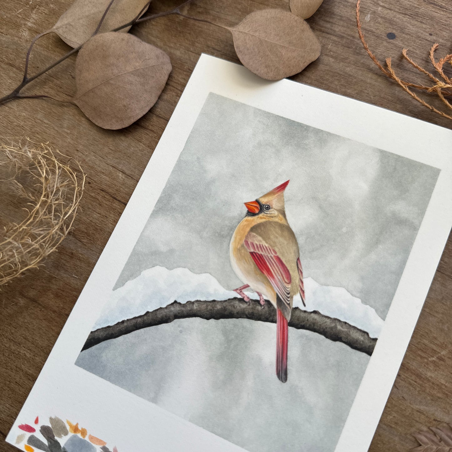 Winter Cardinal Study | Original Painting