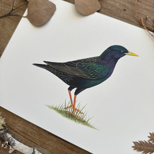 European Starling | Original Painting