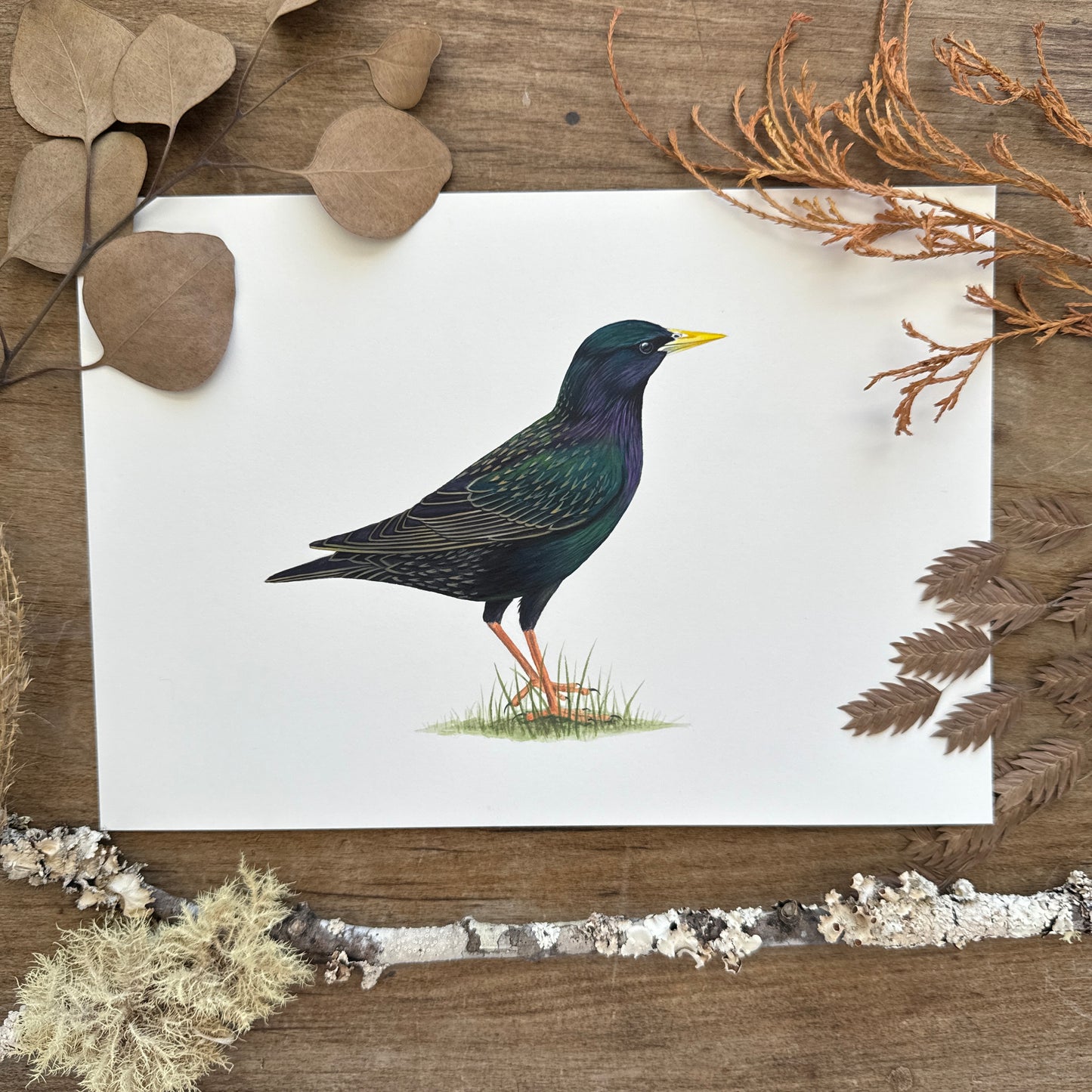 European Starling | Original Painting