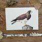 Swainson's Hawk | Original Painting