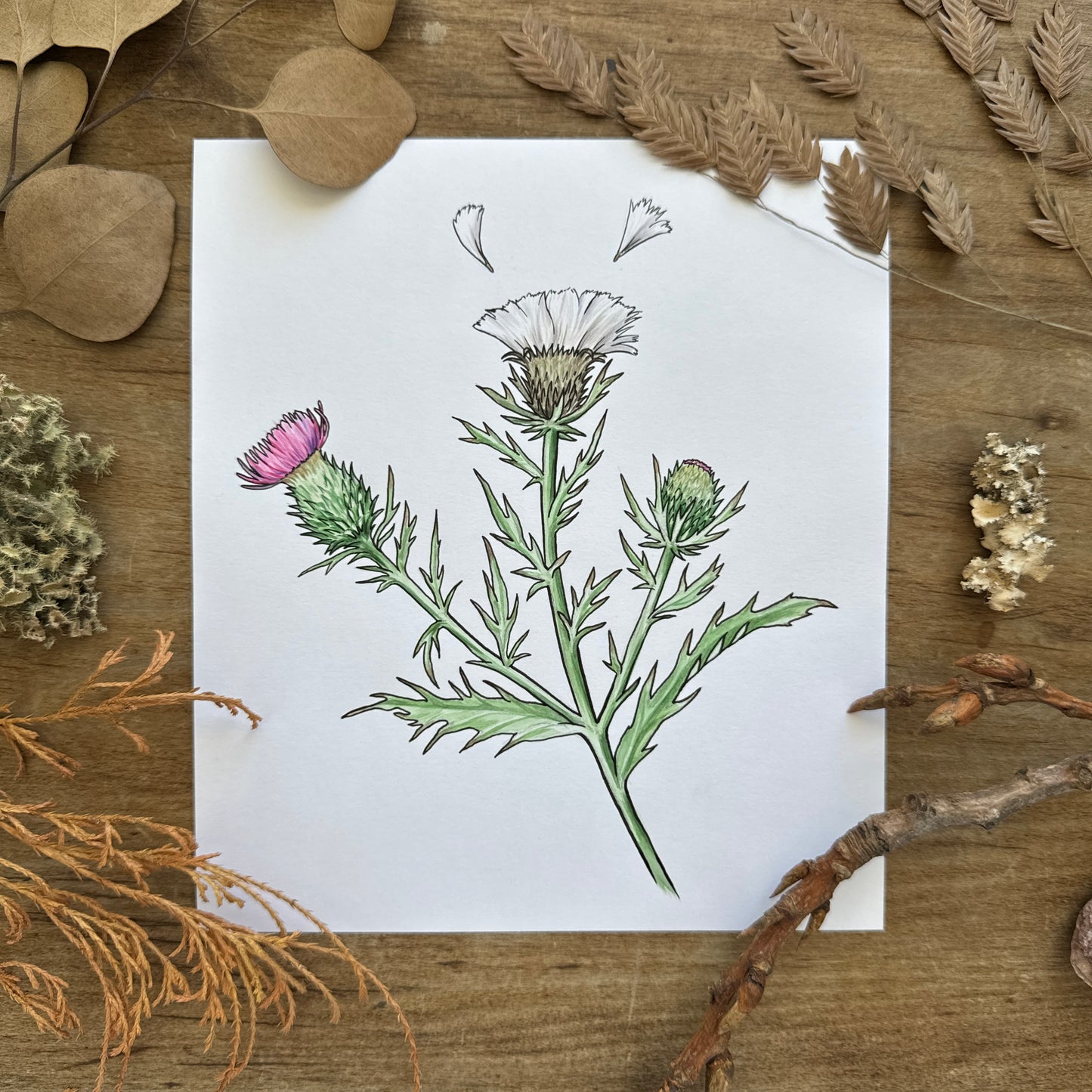 Thistle (Botanical Series) | Original Painting
