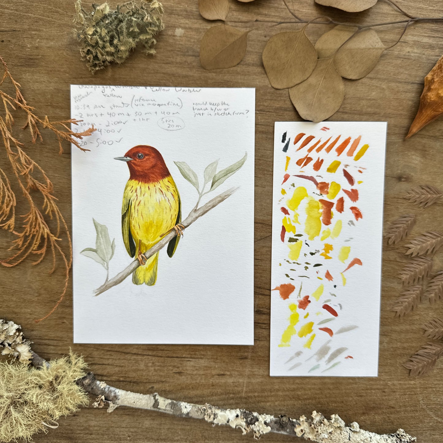 Yellow Warbler Study | Original Painting