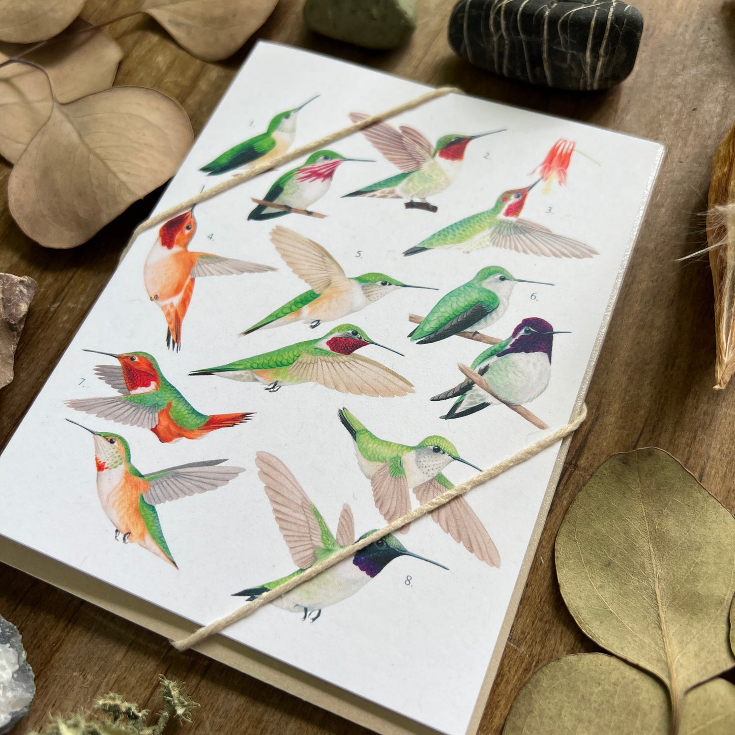 Hummingbirds of North America Notecard Three Pack