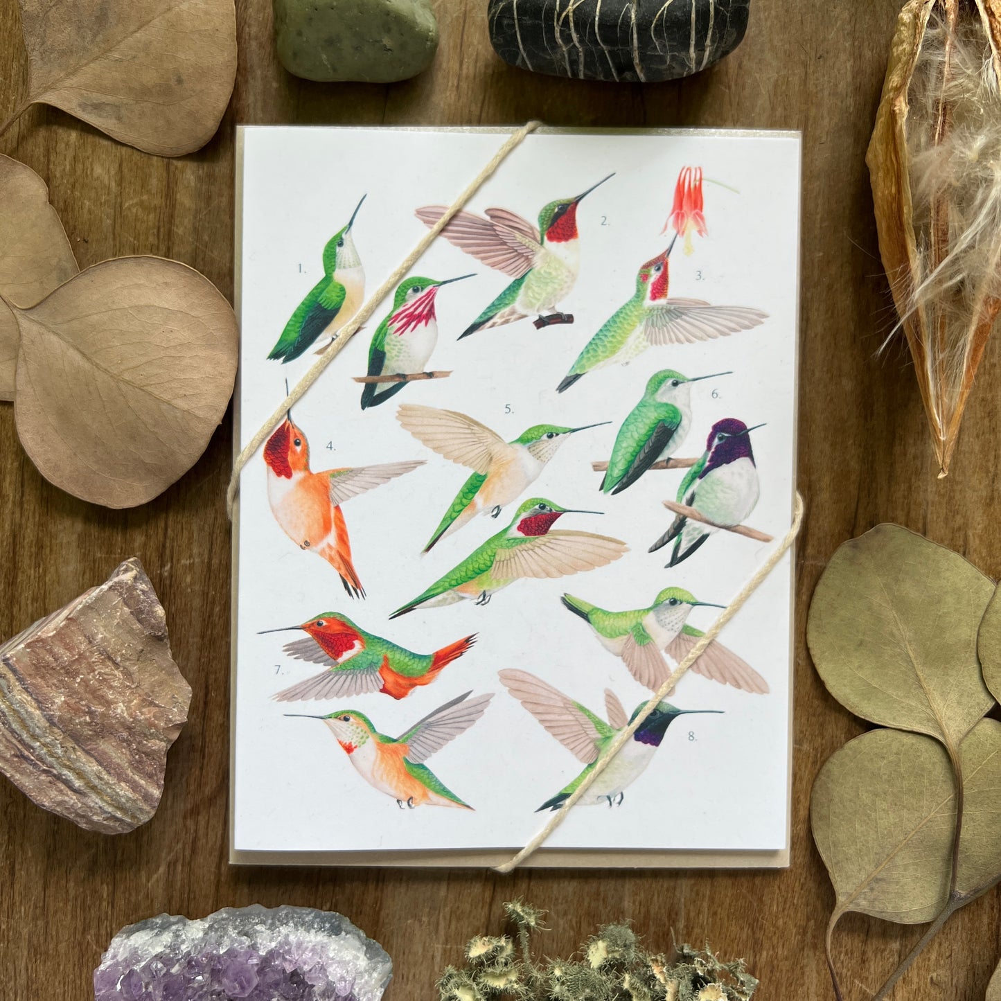 Hummingbirds of North America Notecard Three Pack