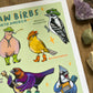 Yeehaw Birbs Guide: Poster Edition | Art Print