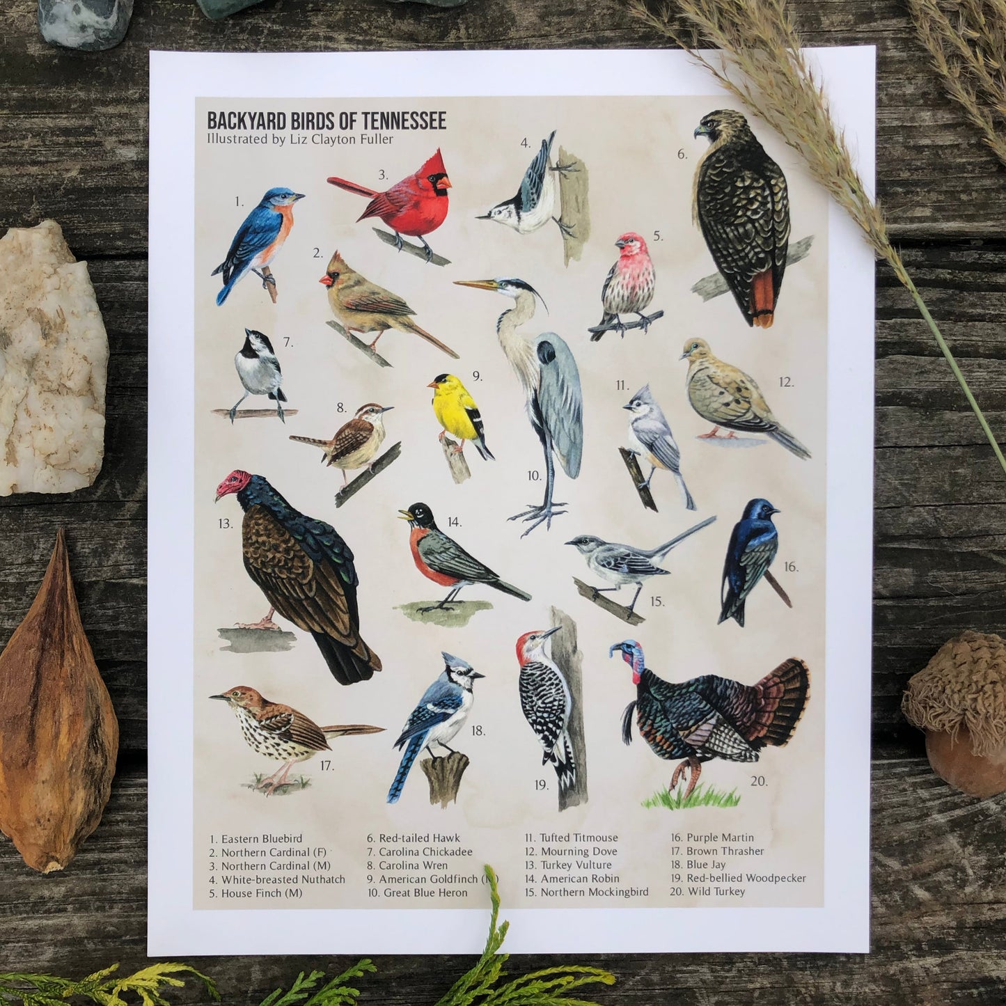 Backyard Birds of Tennessee | Art Print