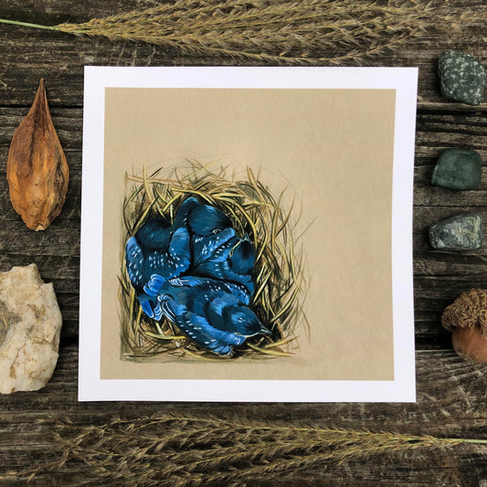 Bluebird Babies in the Nest | Art Print