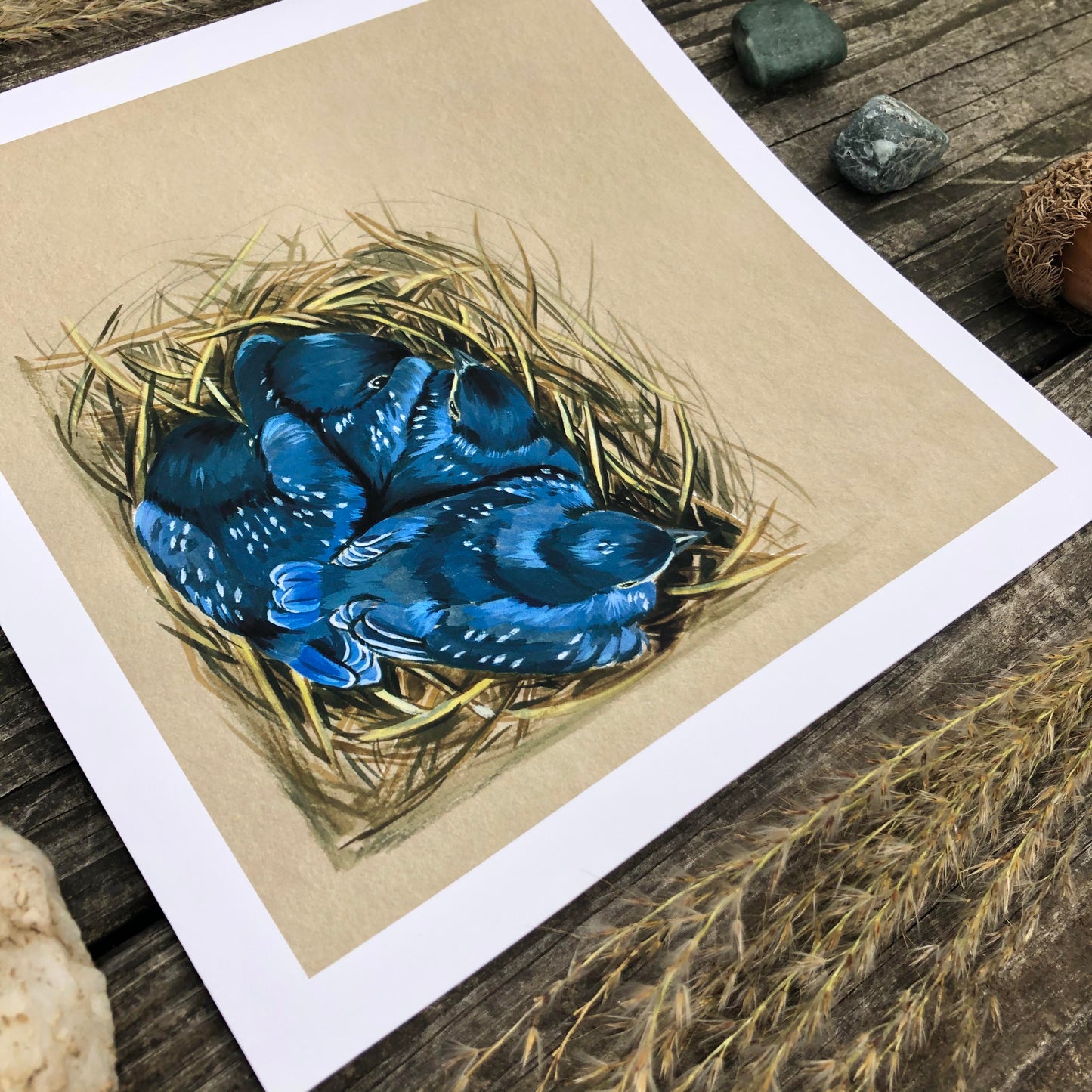 Bluebird Babies in the Nest | Art Print