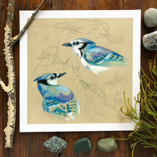 Blue Jay Study | Art Print