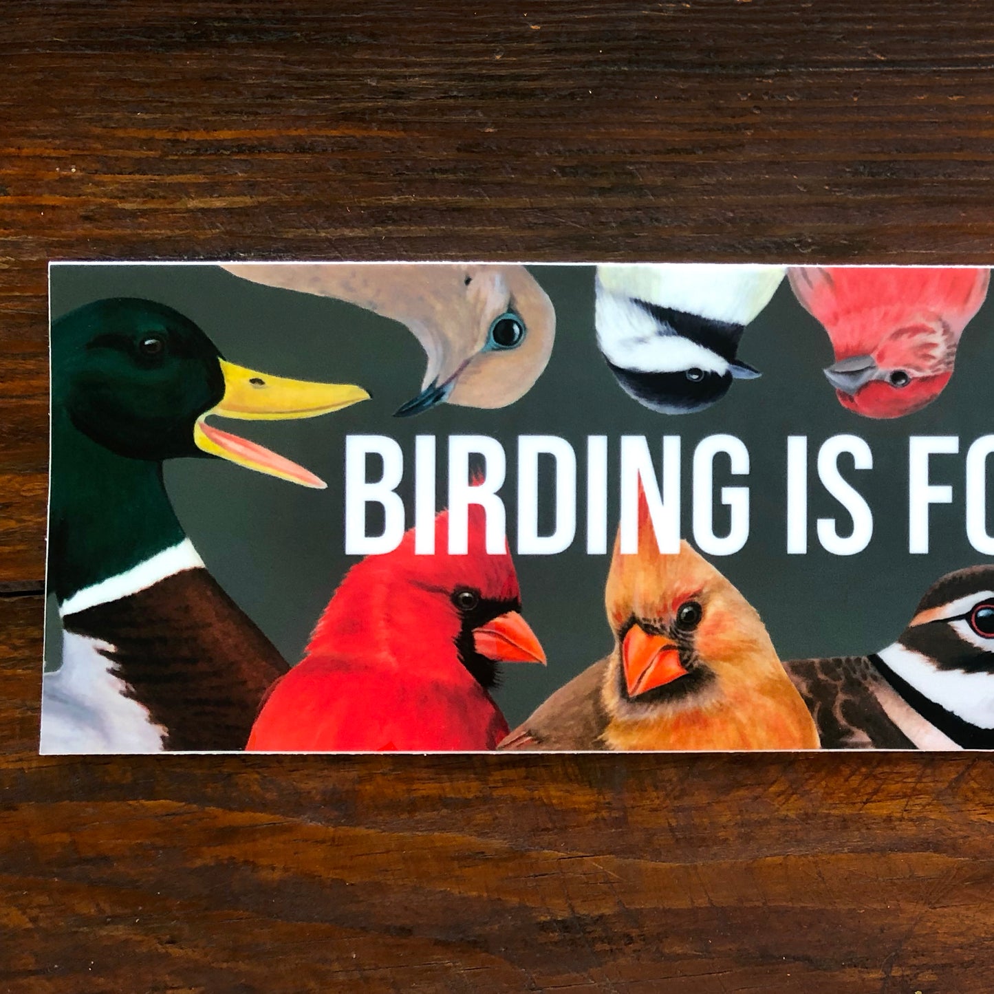 Birding is for Everyone | Bumper Sticker