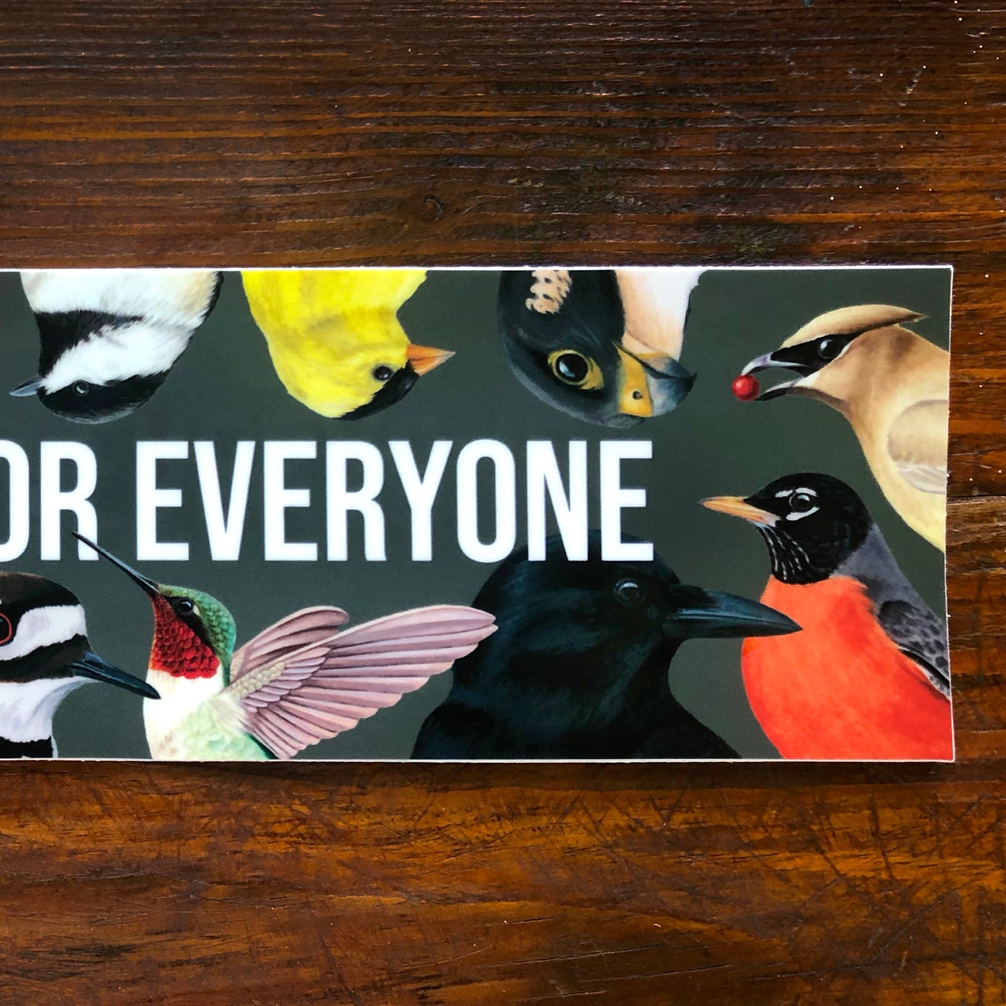 Birding is for Everyone | Bumper Sticker