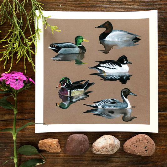 Duck Reflections | Art Print