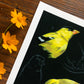 Goldfinch Studies | Art Print