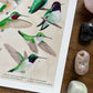 Hummingbirds of North America | Art Print