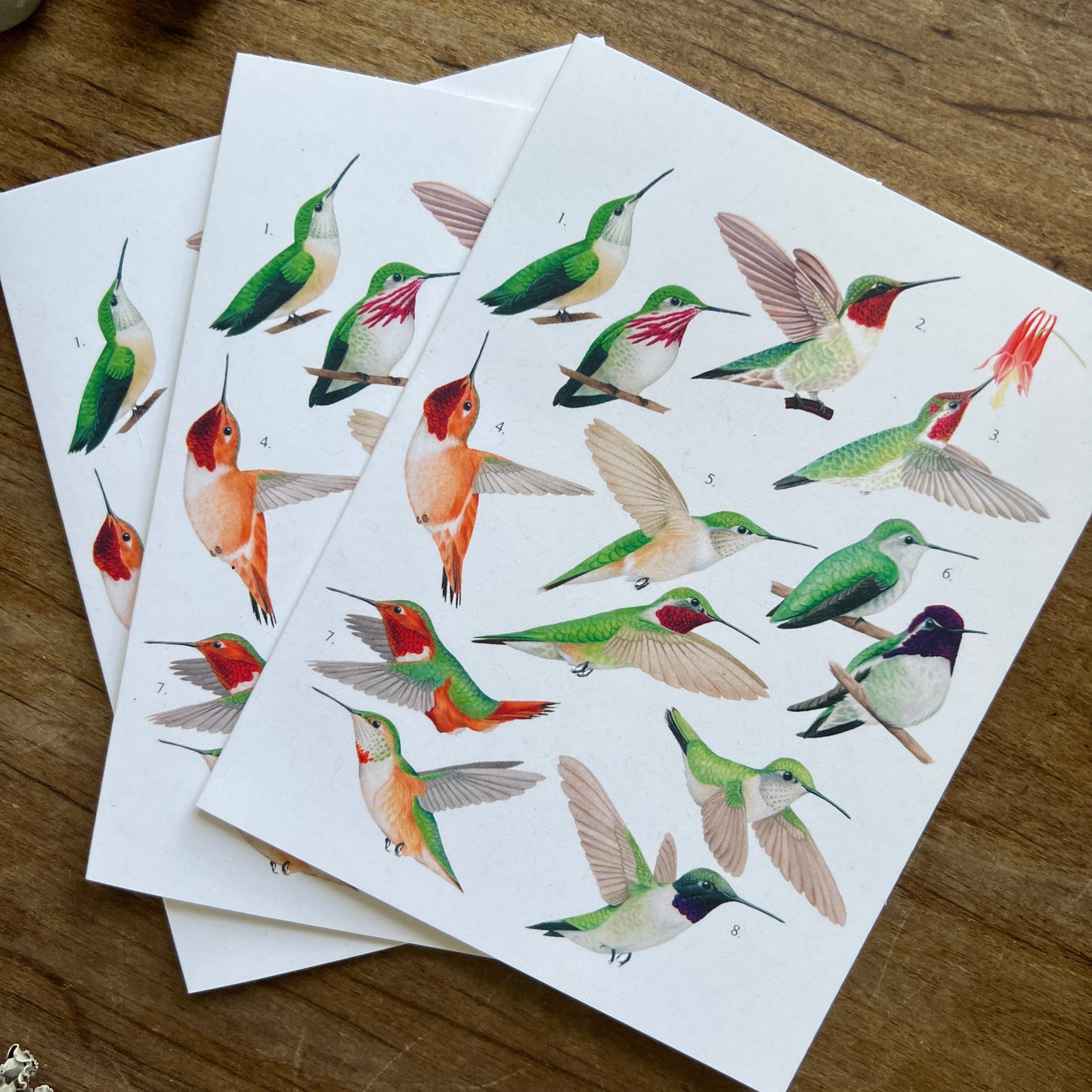 Hummingbirds of North America Notecard Three Pack