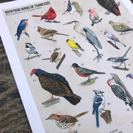 Backyard Birds of Tennessee | Art Print