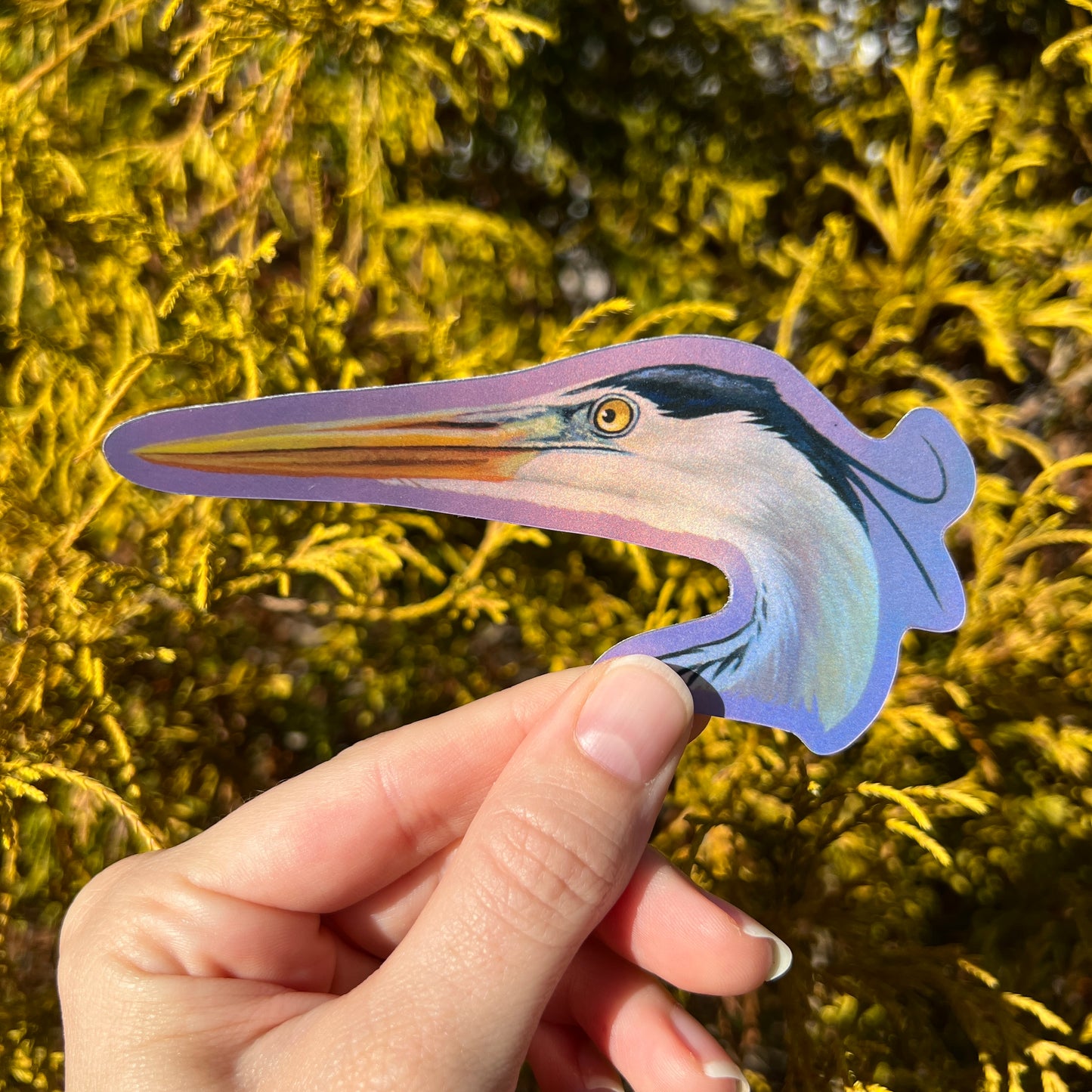 Great Blue Heron | Sweetly Shiny