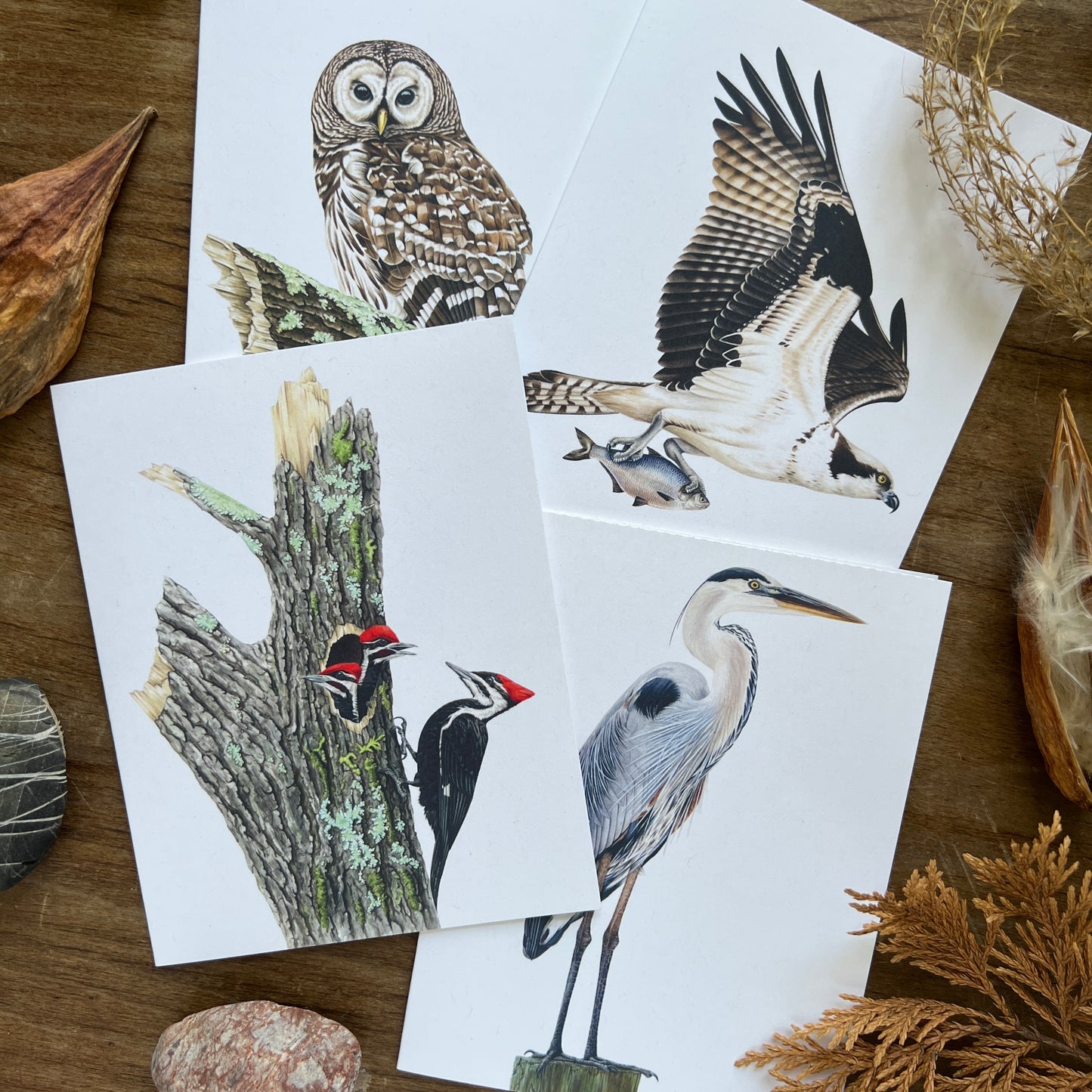 Birds of the Rivers and Forests Notecard Four Pack